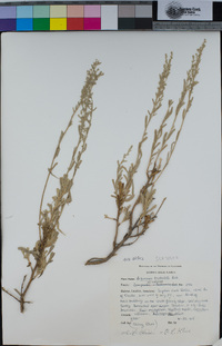 Artemisia tridentata image