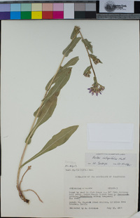 Eurybia integrifolia image