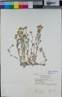 Eriophyllum lanatum image