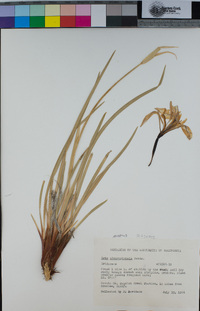 Iris missouriensis image