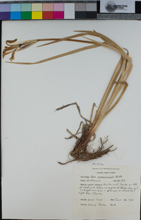 Iris missouriensis image