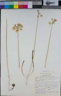 Triteleia hyacinthina image