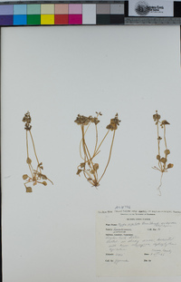 Claytonia rubra image