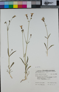 Silene douglasii image