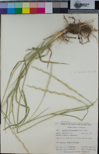 Elymus lanceolatus subsp. lanceolatus image