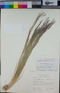 Agrostis idahoensis image