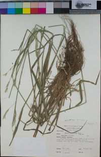 Bromus sitchensis image