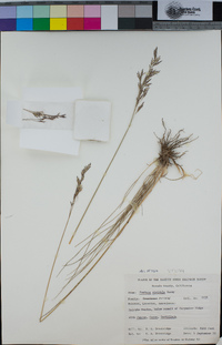 Festuca viridula image