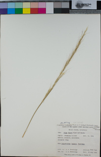 Achnatherum occidentale subsp. pubescens image