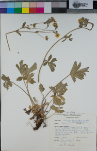 Potentilla gracilis image