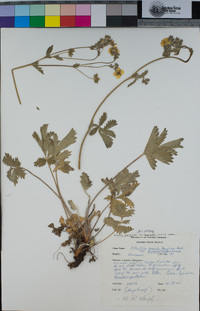 Potentilla gracilis var. fastigiata image