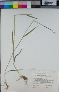 Hordeum brachyantherum image