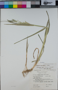 Torreyochloa pallida image