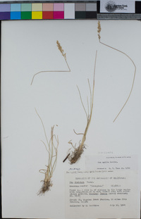 Poa cusickii subsp. epilis image