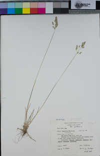 Poa pratensis image