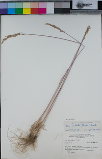 Poa secunda subsp. secunda image