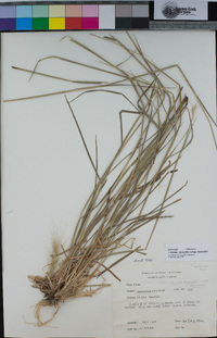 Elymus elymoides image