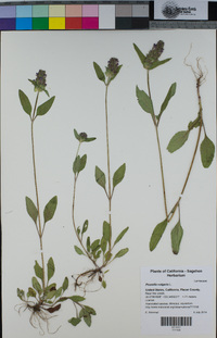 Prunella vulgaris image