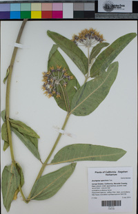 Asclepias speciosa image