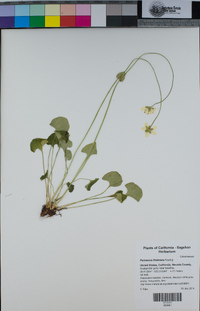 Parnassia fimbriata image