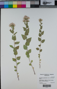 Ageratina occidentalis image