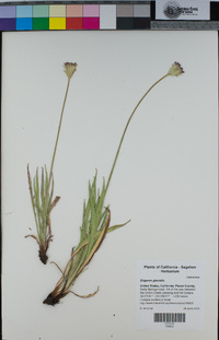 Erigeron glacialis image