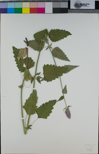 Agastache urticifolia image