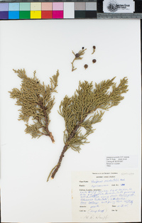 Juniperus grandis image