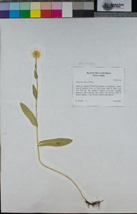 Erigeron coulteri image