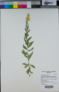 Solidago elongata image