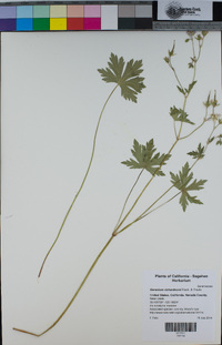 Geranium richardsonii image