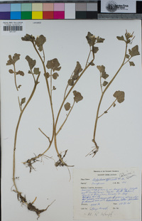 Cardamine breweri image