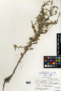 Cryptantha muricata image