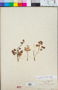 Thalictrum fendleri var. fendleri image