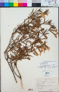 Diplacus australis image