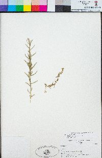 Artemisia dracunculus image