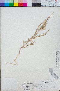 Chenopodium eastwoodiae image