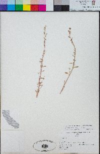 Chenopodium atrovirens image