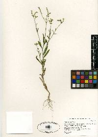 Cryptantha incana image