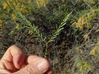 Prosopis glandulosa var. torreyana image