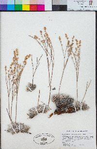 Eriogonum wrightii var. subscaposum image