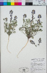 Lupinus sparsiflorus image