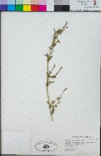 Chenopodium twisselmannii image