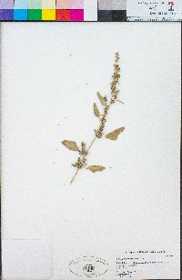 Chenopodium berlandieri image