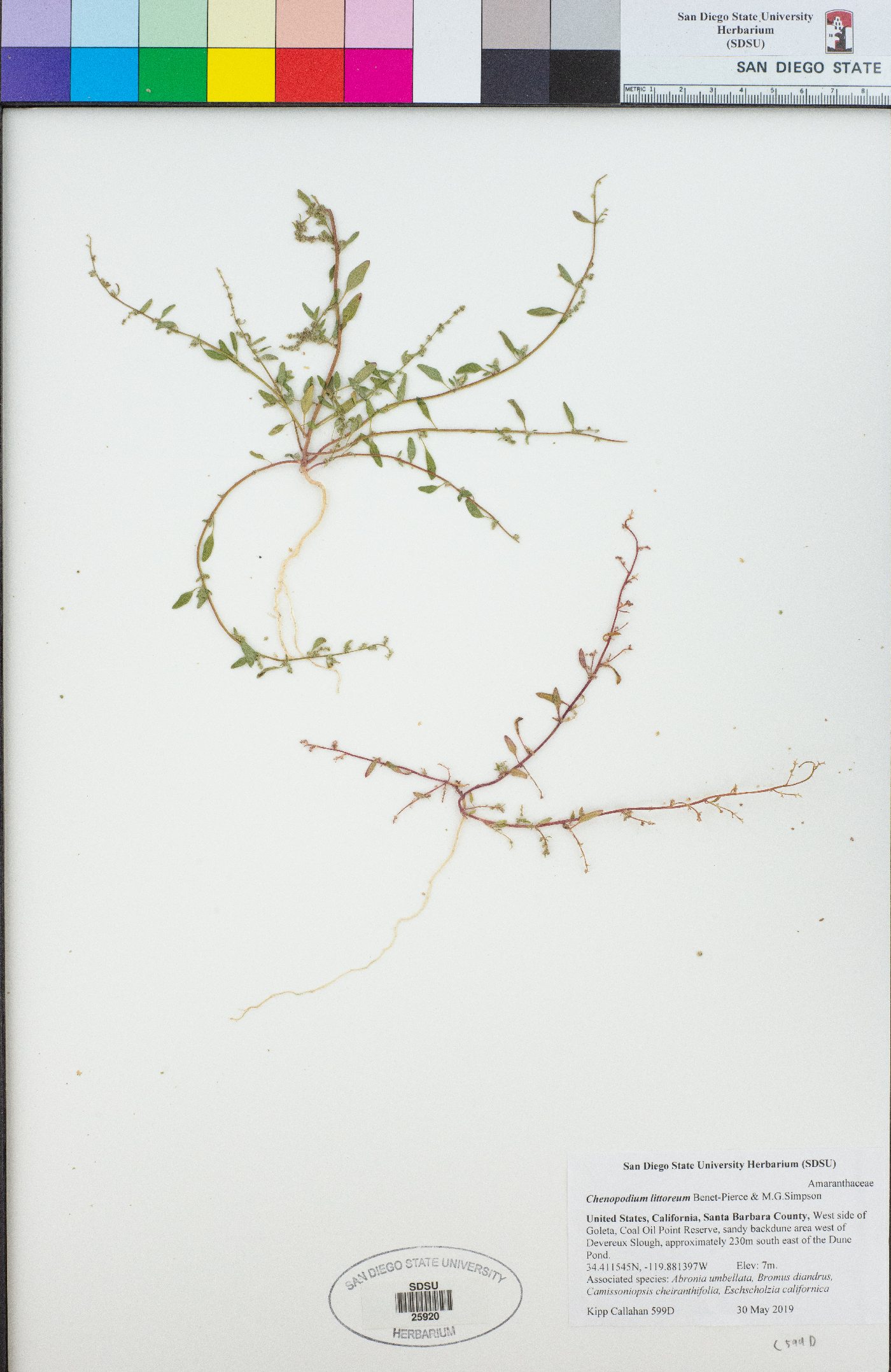 Chenopodium littoreum image