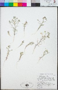 Eriastrum sapphirinum subsp. dasyanthum image