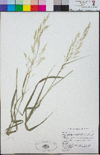 Stipa miliacea var. miliacea image