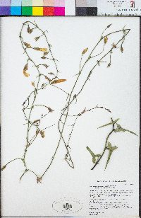 Calystegia macrostegia subsp. arida image