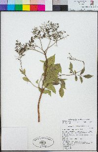 Sambucus nigra image