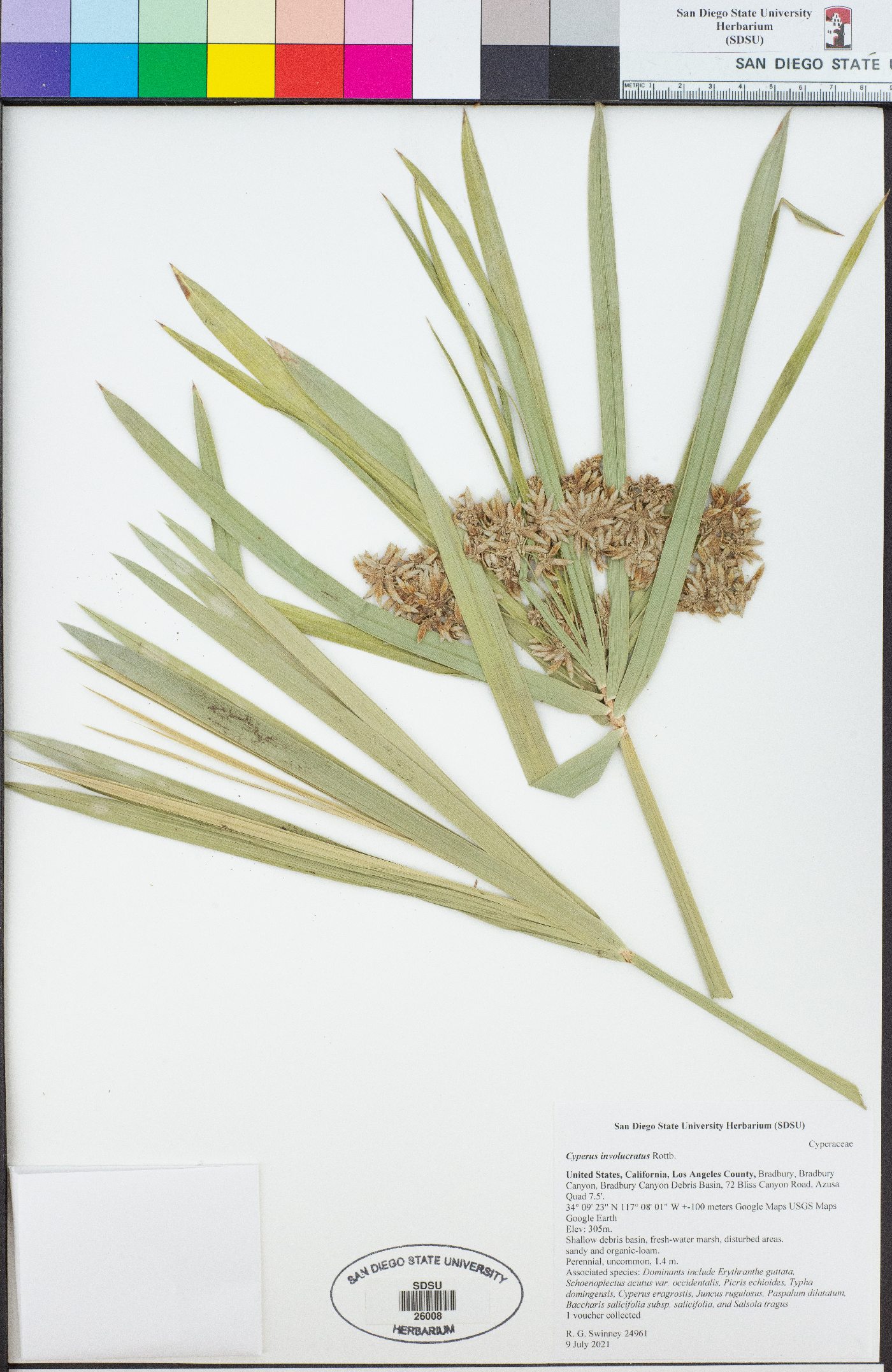 Cyperus involucratus image